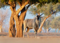 Antilopa losi - Taurotragus oryx - Common Eland o5235_2